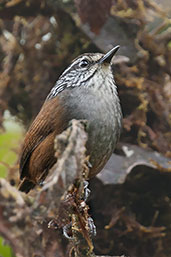 Munchique Wood Wren, Cerro de Montezuma, Tatamá, Risaralda, Colombia, April 2012 - click for larger image