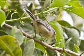 Female Black-capped Antwren, Serra de Baturité, Ceará, Brazil, October 2008 - click for larger image