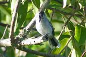 Male Black-capped Antwren, Murici, Alagoas, Brazil, March 2004 - click for larger image