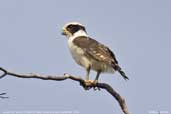 Laughing Falcon, Cristalino, Mato Grosso, Brazil, December 2006 - click for larger image