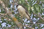 Laughing Falcon, Cristalino, Mato Grosso, Brazil, December 2006 - click for larger image