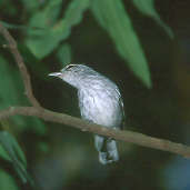 Male Large-billed Antwren, Emas, Goiás, Brazil, April 2001 - click for larger image