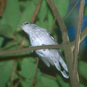 Male Large-billed Antwren, Emas, Goiás, Brazil, April 2001 - click for larger image