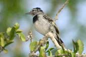 Male Pectoral Antwren, Jeremoabo, Bahia, Brazil, March 2004 - click for larger image