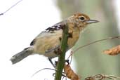 Female Pectoral Antwren, Jeremoabo, Bahia, Brazil, March 2004 - click for larger image