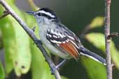 Male Rufous-winged Antwren, Caxiuanã, Pará, Brazil, November 2005 - click for larger image