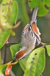 Female Rufous-winged Antwren, Caxiuanã, Pará, Brazil, November 2005 - click for larger image