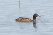 Male Black-headed Duck, Taim, Rio Grande do Sul, Brazil, August 2004 - click for larger image