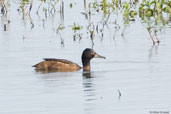 Male Black-headed Duck, Taim, Rio Grande do Sul, Brazil, August 2004 - click for larger image