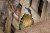 Orange-crested Manakin, Sani Lodge, Sucumbios, Ecuador, November 2019 - click for larger image