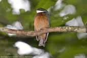 Male Flame-crested Manakin, Cristalino, Mato Grosso, Brazil, December 2006 - click for larger image