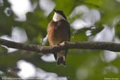 Male Flame-crested Manakin, Cristalino, Mato Grosso, Brazil, December 2006 - click for larger image