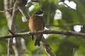 Male Flame-crested Manakin, Cristalino, Mato Grosso, Brazil, December 2006 - click for larger image