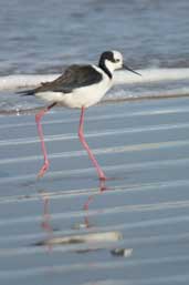 Black-winged Stilt, Cassino, Rio Grande do Sul, Brazil, August 2004 - click for larger image