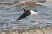 Black-winged Stilt, Cassino, Rio Grande do Sul, Brazil, August 2004 - click for larger image