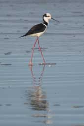 Black-winged Stilt, Cassino, Rio Grande do Sul, Brazil, August 2004 - click for larger image