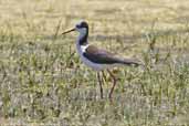 Female Black-winged Stilt, La Serena, Chile, January 2007 - click for larger image