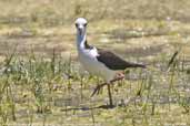 Female Black-winged Stilt, La Serena, Chile, January 2007 - click for larger image