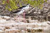 Black-winged Stilt, Cayo Coco, Cuba, February 2005 - click for larger image
