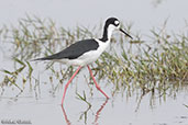 Black-winged Stilt, San Jose, Lambayeque, Peru, October 2018 - click for larger image