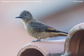 Cliff Flycatcher, Camacã, Bahia, Brazil, November 2008 - click for larger image