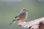 Cliff Flycatcher, Camacã, Bahia, Brazil, November 2008 - click for larger image