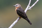 Abra Patricia, Amazonas, Peru, October 2018 - click for larger image