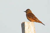 Cliff Flycatcher, Chapada Diamantina, Bahia, Brazil, July 2002 - click for larger image