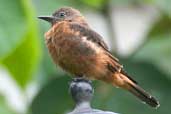 Cliff Flycatcher, Vargem Alta, Espírito Santo, Brazil, March 2004 - click for larger image