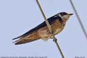 Immature Barn Swallow, Lluta Valley, Chile, February 2007 - click for larger image