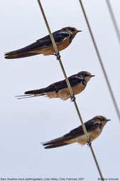 Barn Swallow, Lluta Valley, Chile, February 2007 - click for larger image