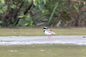 Pied Lapwing, Rio Napo, Sucumbios, Ecuador, November 2019 - click for a larger image