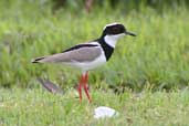 Cayenne Plover, Thaimaçu, Pará, Brazil, April 2003 - click for a larger image