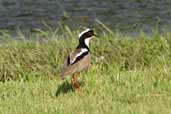 Cayenne Plover, Thaimaçu, Pará, Brazil, April 2003 - click for a larger image