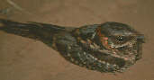 Female Scissor-tailed Nightjar, Emas, Goiás, Brazil, April 2001 - click for larger image