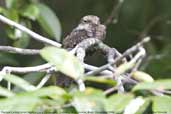 Female Ladder-tailed Nightjar, Cristalino, Mato Grosso, Brazil, December 2006 - click for larger image