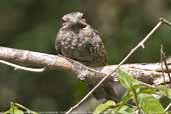 Female Ladder-tailed Nightjar, Cristalino, Mato Grosso, Brazil, December 2006 - click for larger image