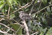 Male Ladder-tailed Nightjar, Cristalino, Mato Grosso, Brazil, December 2006 - click for larger image