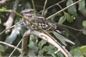 Male Ladder-tailed Nightjar, Cristalino, Mato Grosso, Brazil, December 2006 - click for larger image