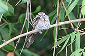 Ladder-tailed Nightjar, Rio Napo, Sucumbios, Ecuador, November 2019 - click for larger image