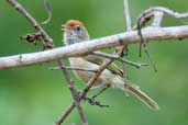 Grey-eyed Greenlet, Chapada Diamantina, Bahia, Brazil, March 2004 - click for larger image