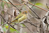 Golden-fronted Greenlet, Minca, Magdalena, Colombia, April 2012 - click for larger image