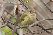 Golden-fronted Greenlet, Minca, Magdalena, Colombia, April 2012 - click for larger image