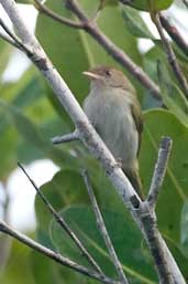 Brown-headed Greenlet, São Gabriel da Cachoeira, Amazonas, Brazil, August 2004 - click on image for a larger view