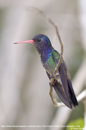 White-chinned Sapphire, Porto Seguro, Bahia, Brazil, November 2008 - click for larger image