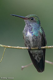 White-chinned Sapphire, Waqanki Lodge, San Martin, Peru, October 2018 - click for larger image