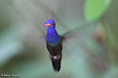 White-chinned Sapphire, Waqanki Lodge, San Martin, Peru, October 2018 - click for larger image