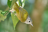 Lesser Greenlet, Tikal, Guatemala, March 2015 - click for larger image