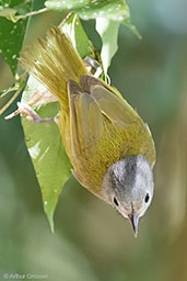 Lesser Greenlet, Tikal, Guatemala, March 2015 - click for larger image