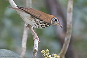 Wood Thrush, Tikal, Guatemala, March 2015 - click for larger image